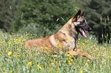 MALINOIS 803